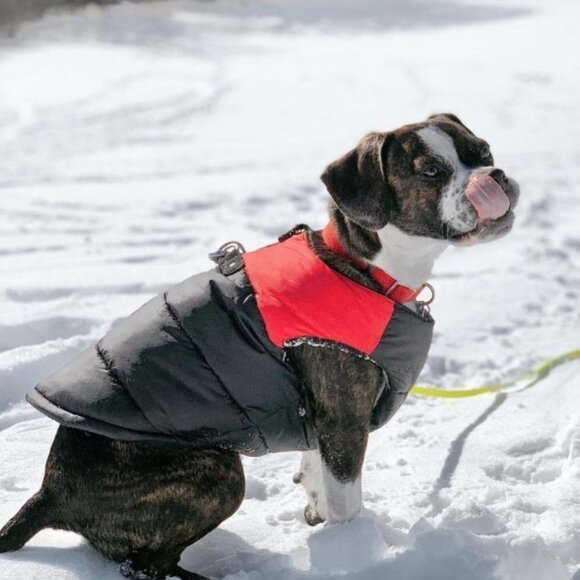 Padded Vest Dog Jacket - Solid Red, Medium - Warm Zip Up Dog Vest Fleece - Picture 3 of 7